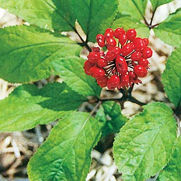 Ginseng