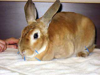 Sophie getting acupuncture