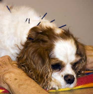 Blossom getting acupuncture